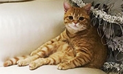 鹿晗入围“京城四瘫” 他家的猫成了“横店瘫”