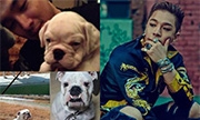 Big Bang太阳爱犬被偷 家人求粉丝帮忙寻找