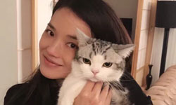 舒淇素颜抱猫出镜 猫咪都被她的颜值吓到了